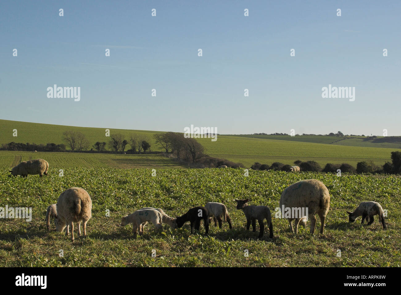 Spring Lambs and sheep on the South Downs, East Sussex Stock Photo - Alamy