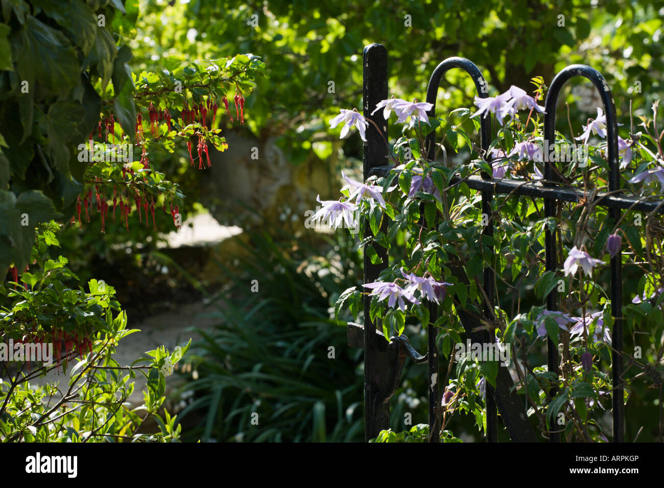 Stone House, Glos., UK (Lukas) metal garden gate with Clematis macropetala 'Floralia' climbing over Stock Photo