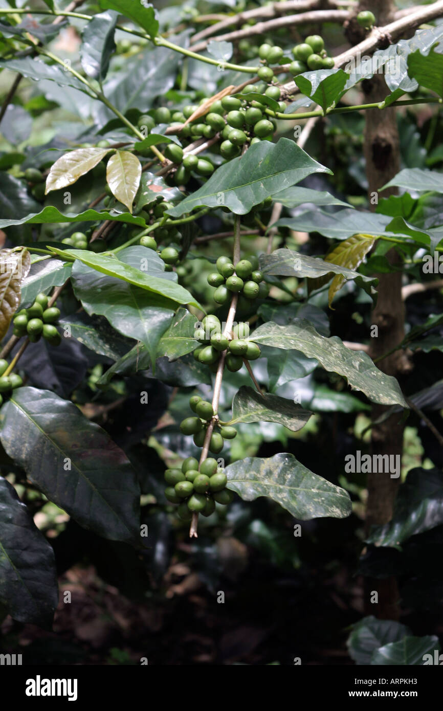 Nilgiris, Tamil Nadu, South India, Asia. Coffee and pepper plantation Stock Photo