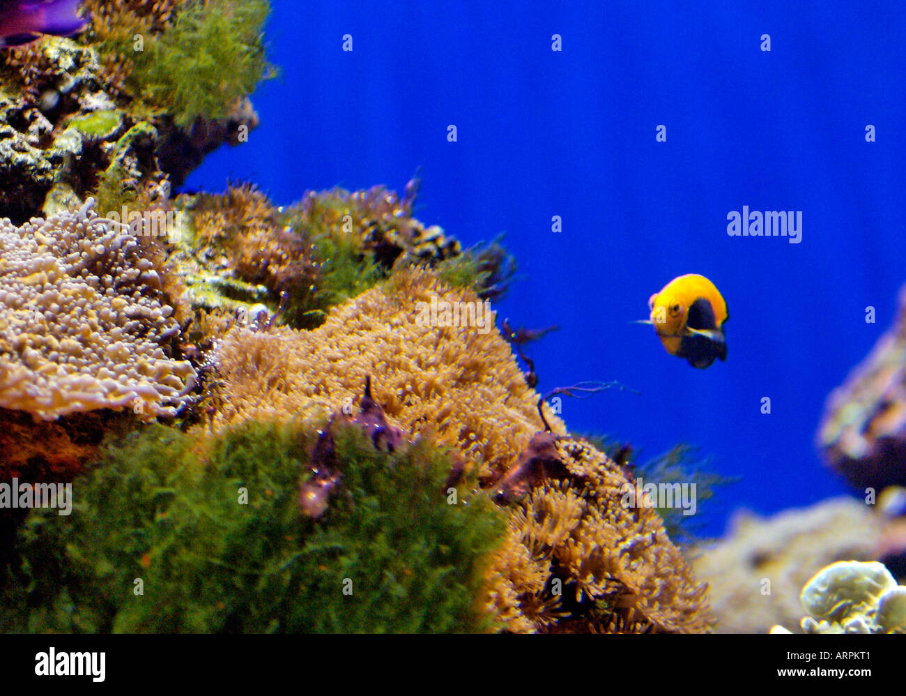 A Landscape Photograph of a Colourful Tropical Fish Display at the ...
