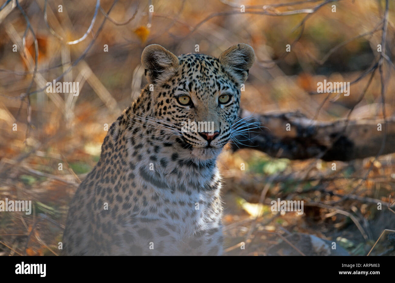 Leopard Pantherus pardus Stock Photo