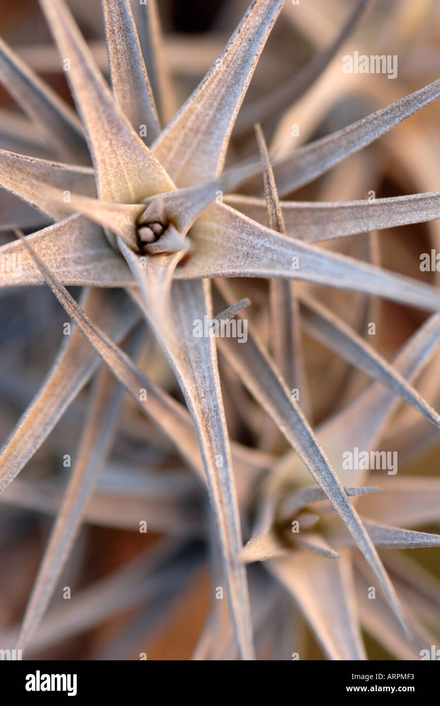 Tillandsia tenuifolia plant hi-res stock photography and images - Alamy