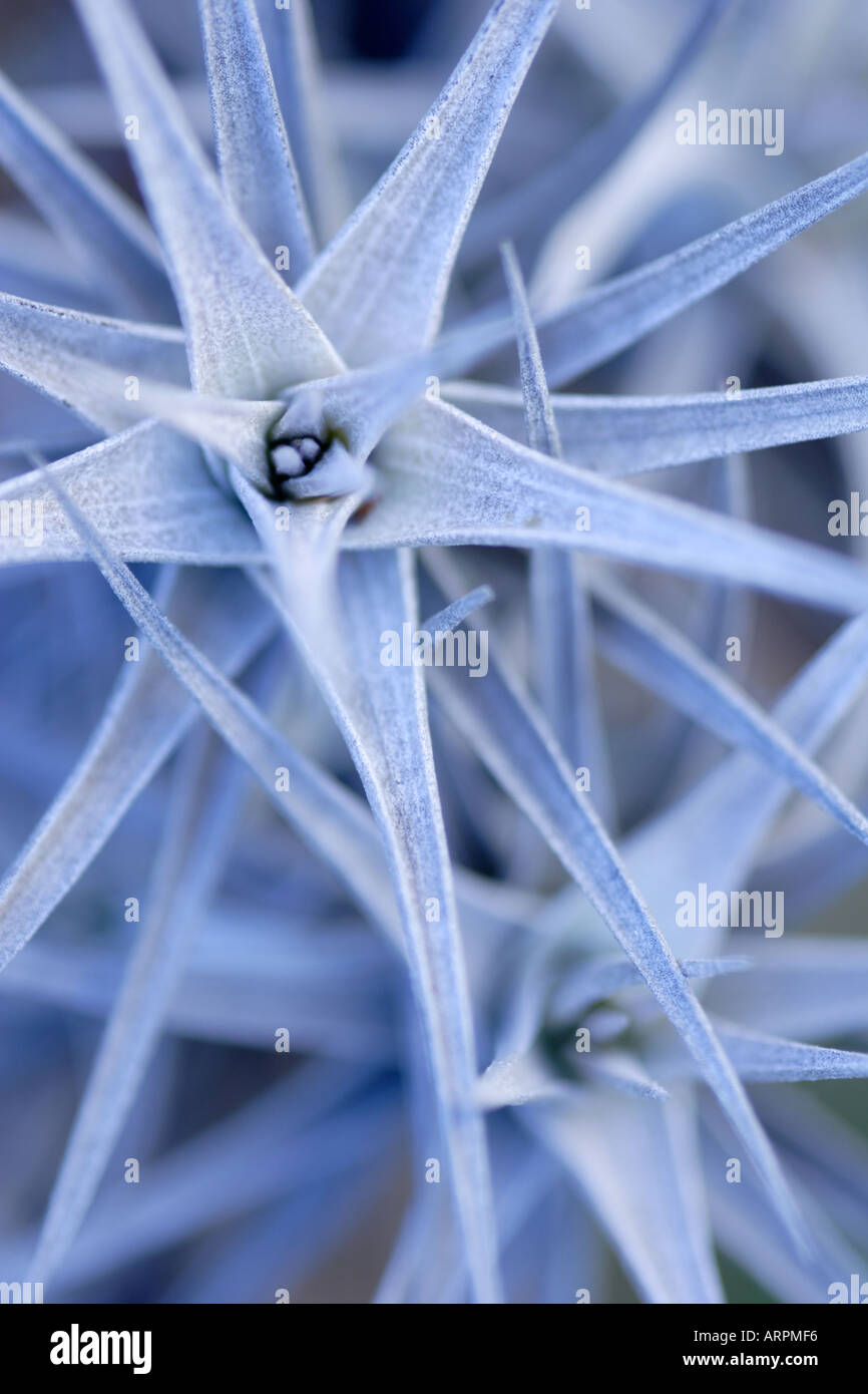 Tillandsia Tenuifolia High Resolution Stock Photography and Images - Alamy