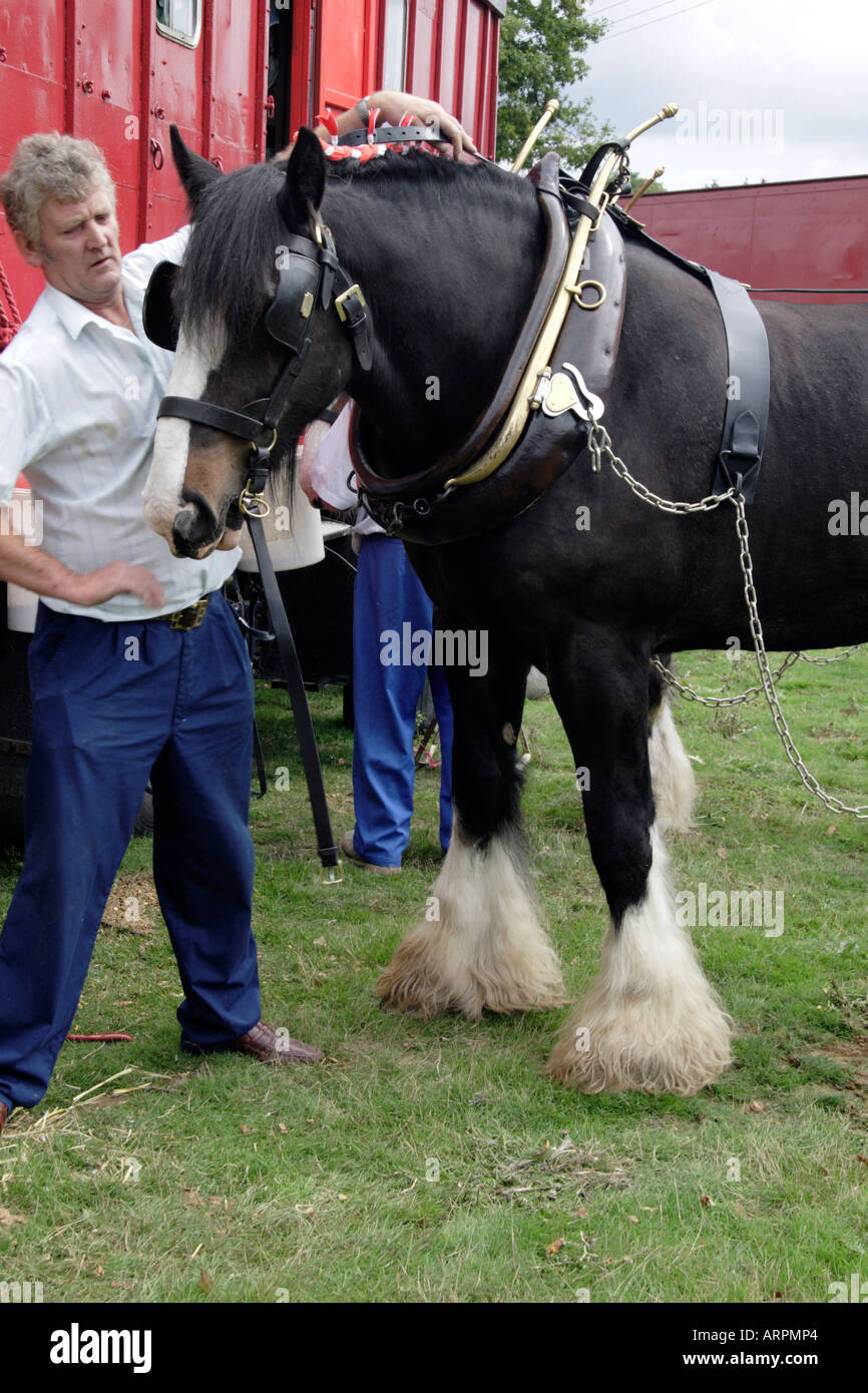 Working heavy horse harness hi-res stock photography and images - Alamy