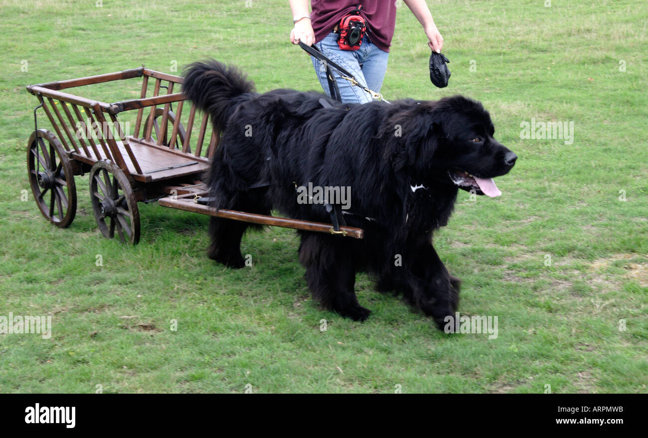 Dog cart hires stock photography and images Alamy