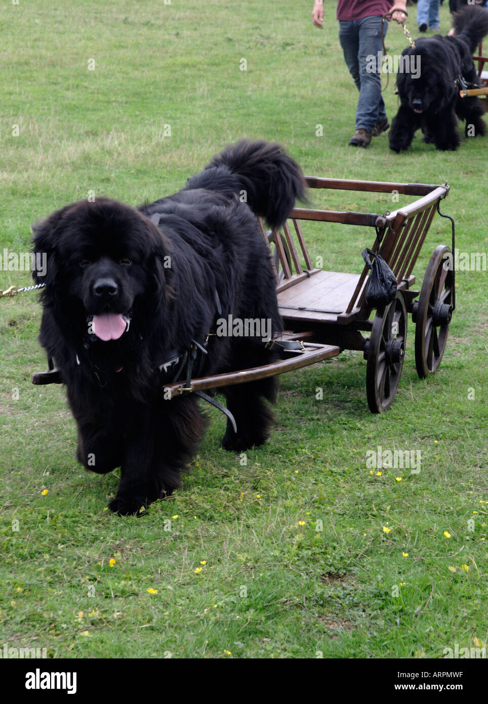 Dog pulling cart hires stock photography and images Alamy