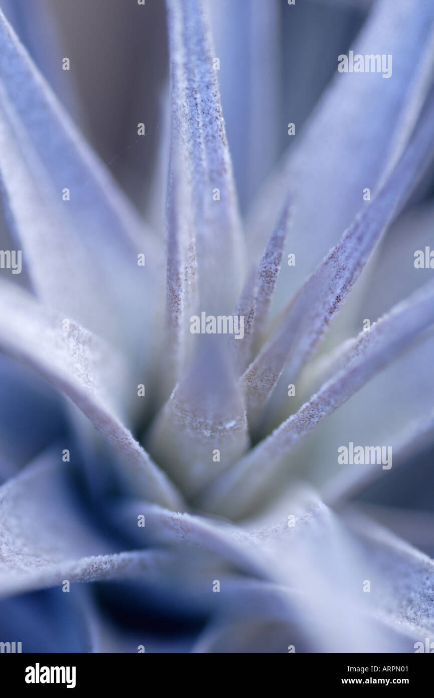 Tillandsia Tenuifolia High Resolution Stock Photography and Images - Alamy