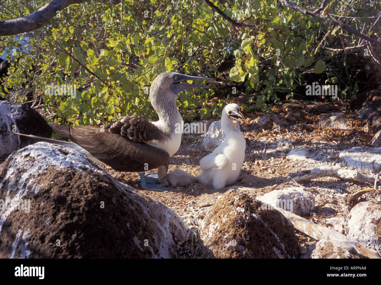 Bluefooted booby with two chicks one big and one who is going to die on the Galapagos Stock Photo