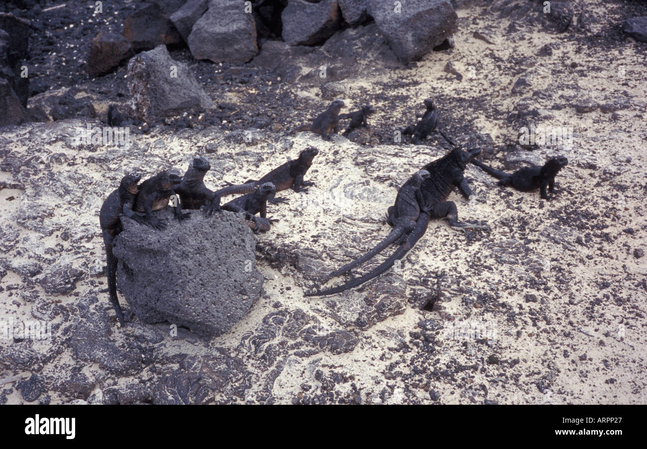 Land iguanas in Puero Villamil on Isabela Island on the Galapagos Stock Photo