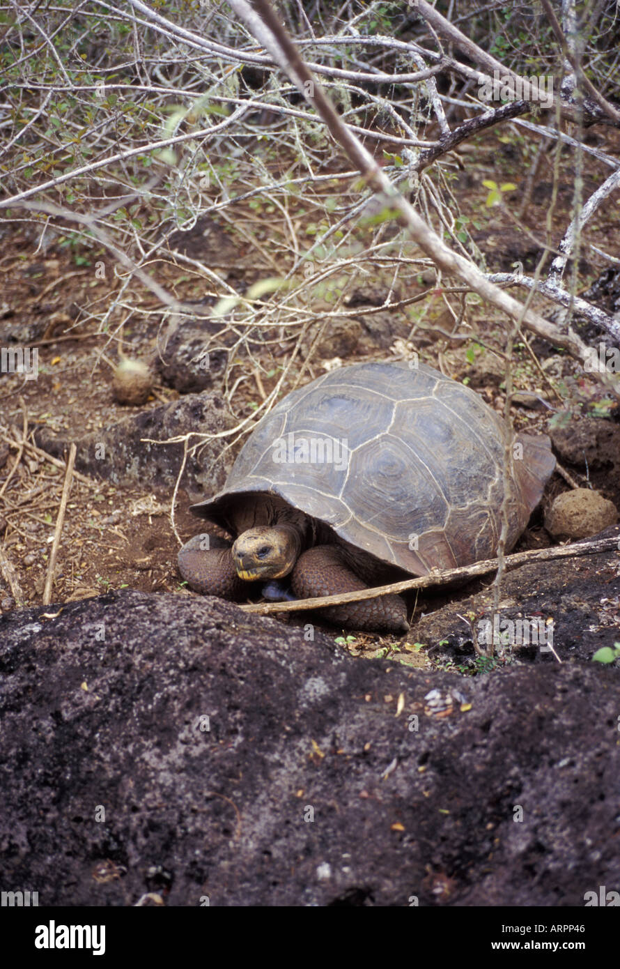 Saddleback tortoises on the Galapagos Stock Photo