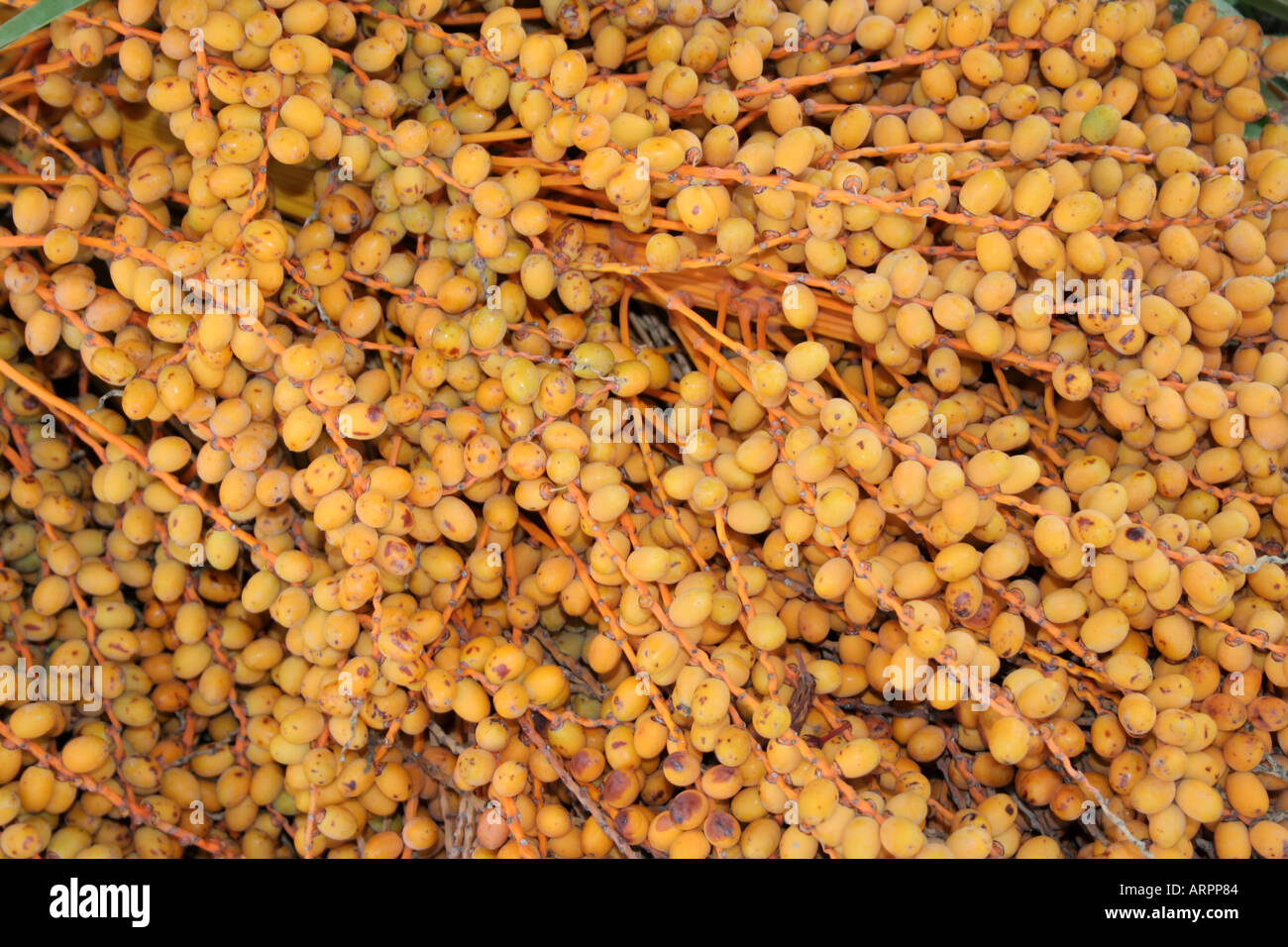 fruit of the Canarian Date Palm tree Algarve Portugal Europe Stock