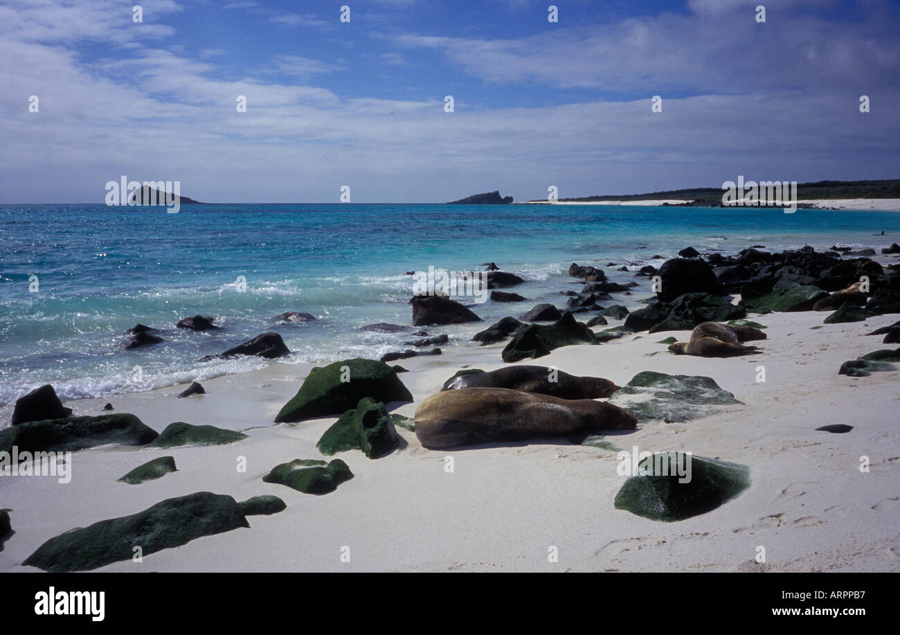 Seals among rocks hi-res stock photography and images - Alamy