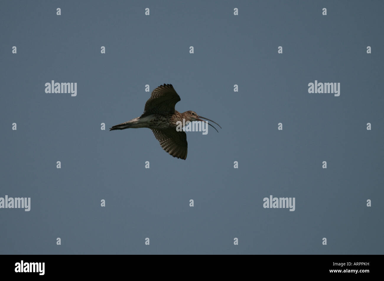 Curlew In Flight Curlew Numenius arquata in flight Stock Photo - Alamy