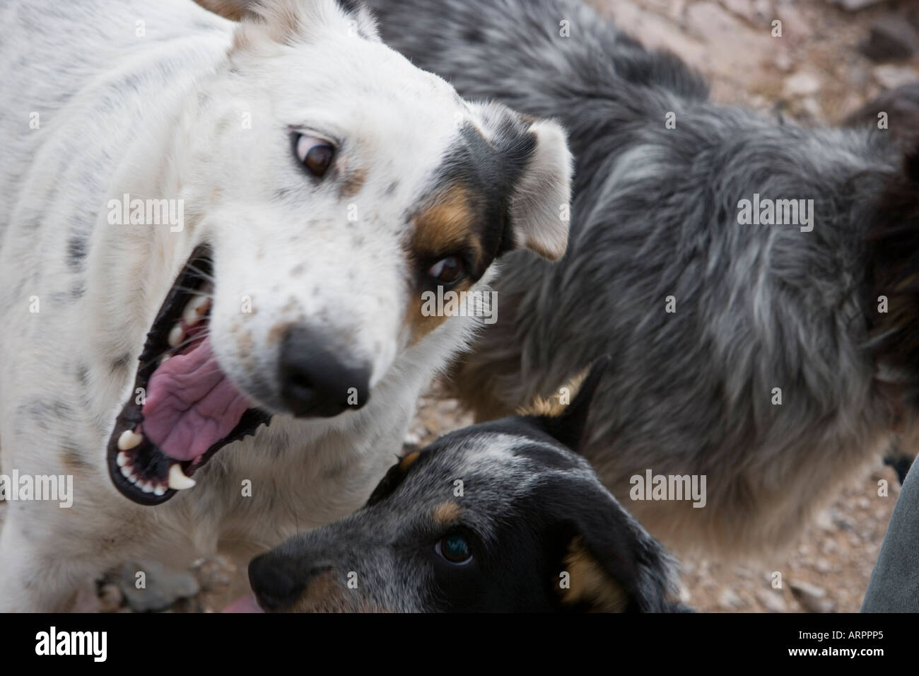 How Does A Dog Show Dominance Over Another Dog