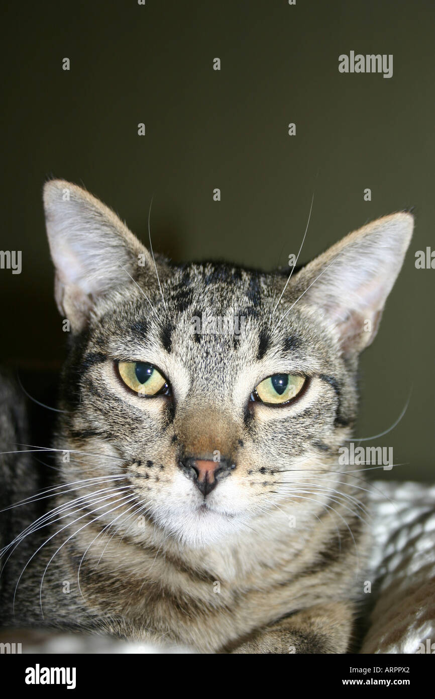 portrait of gray and black striped cat Stock Photo Alamy