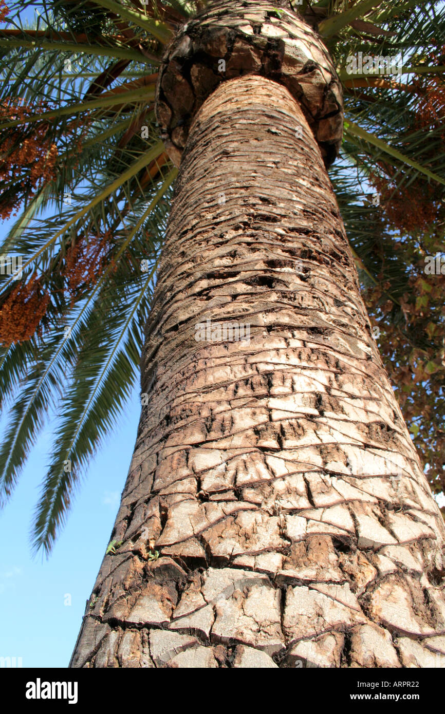Canarian Date Palm Tree Stock Photo