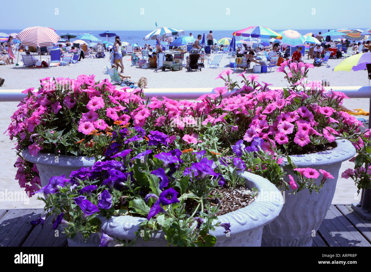 Three pots of colorful flowering petunias with boardwalk rail behind and sand with mass of colorful beach paraphernalia behind Stock Photo