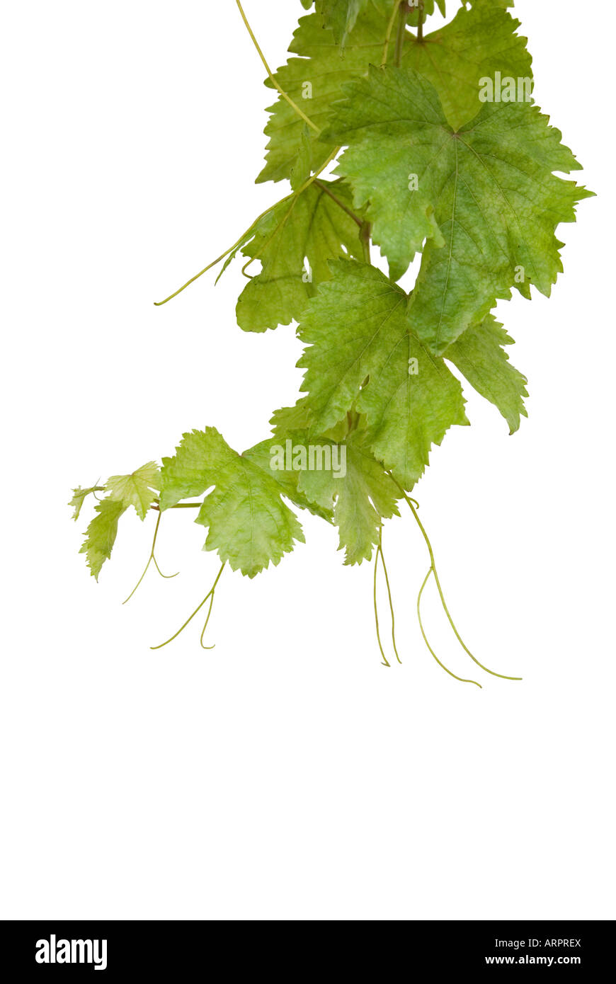 Hanging grapevine Stock Photo