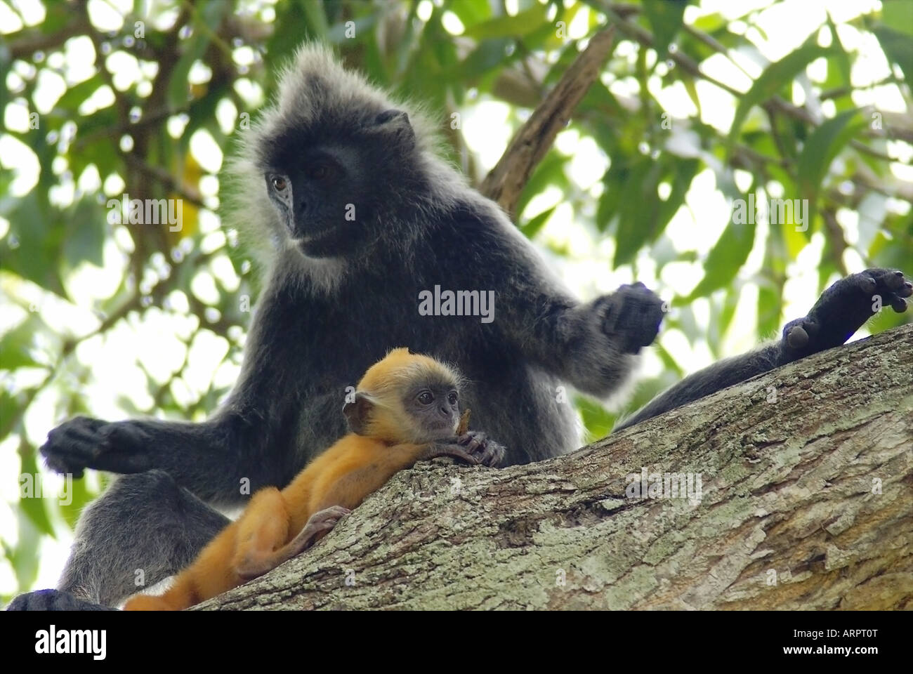 A Silverleaf Monkey Measures her baby Stock Photo