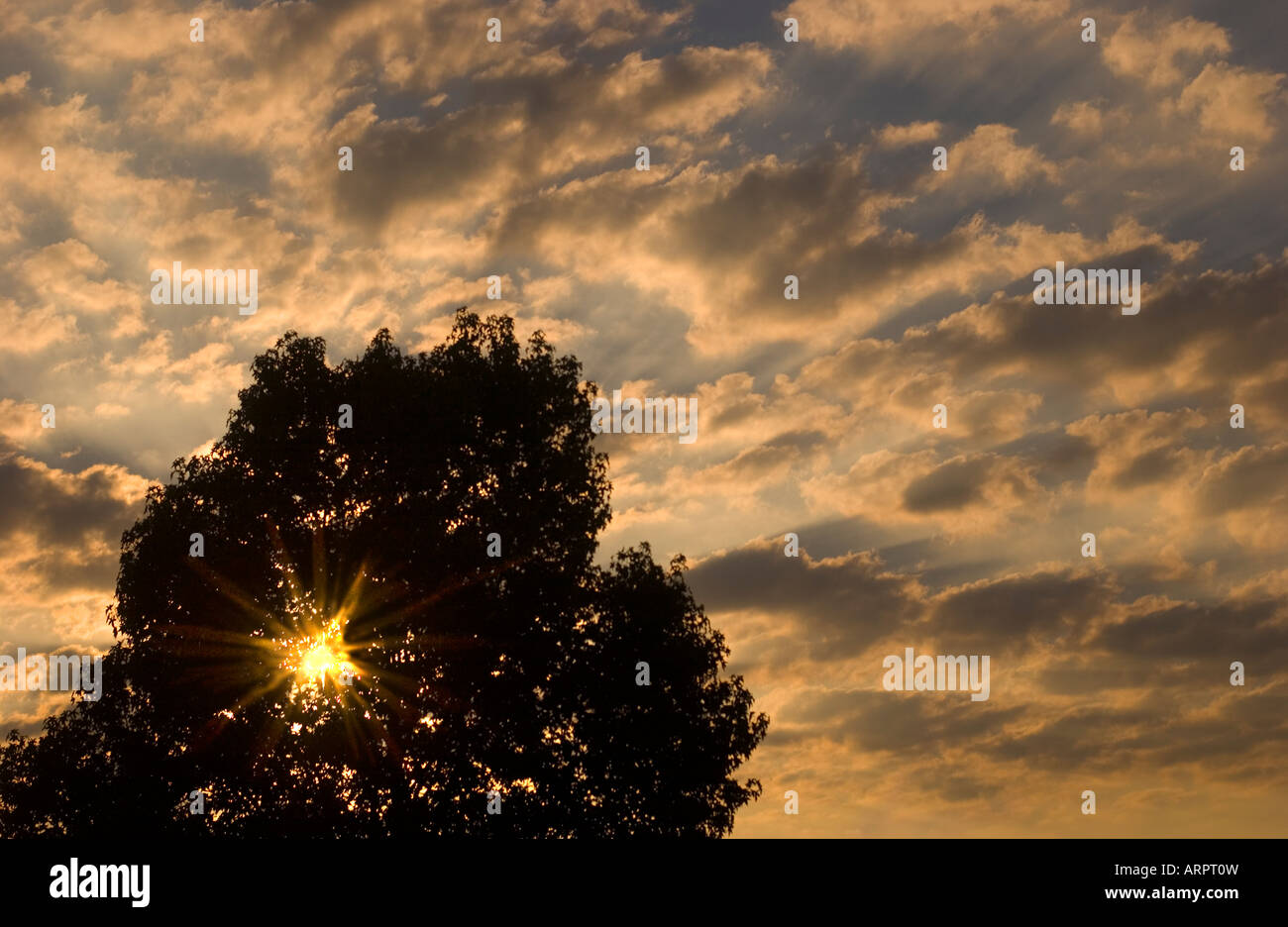 Sunrise shinning through tree with the sky full of clouds Stock Photo