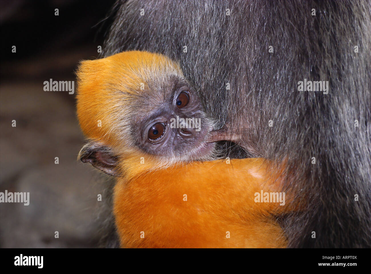 Silver leaf monkey breastfeeding Stock Photo