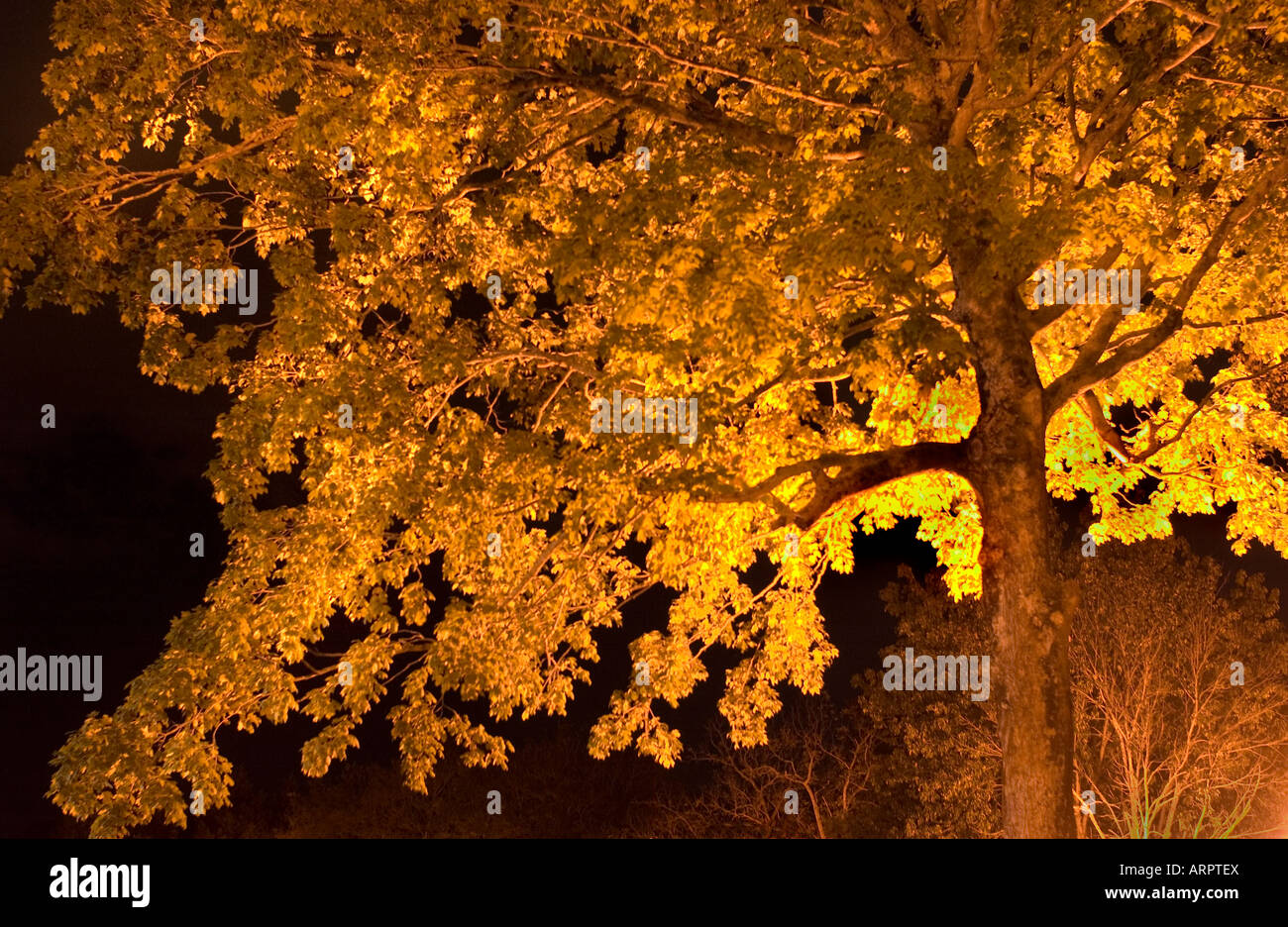fall tree lite by street light at night Stock Photo