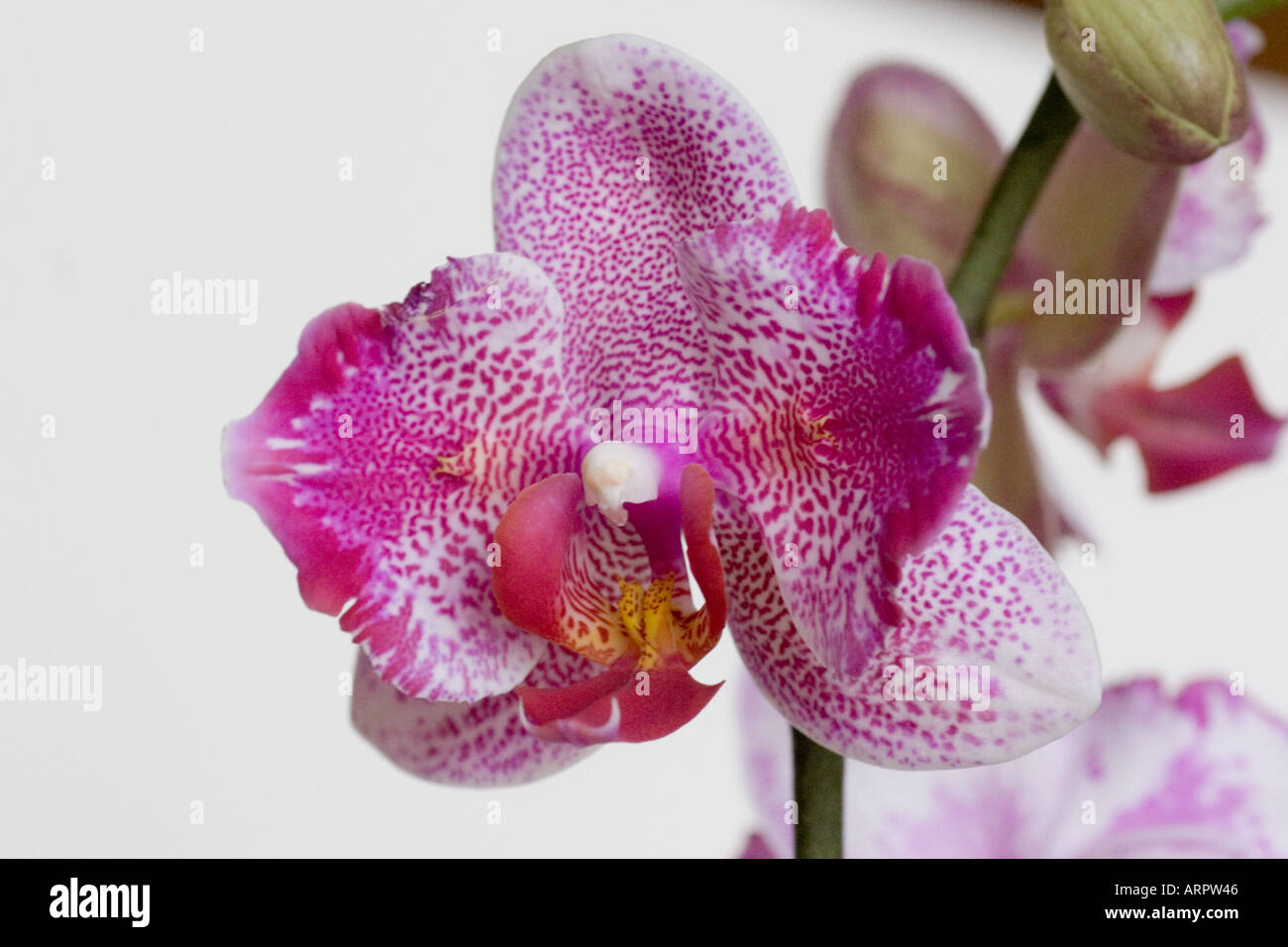 Moth Orchid, Phalaenopsis Stock Photo