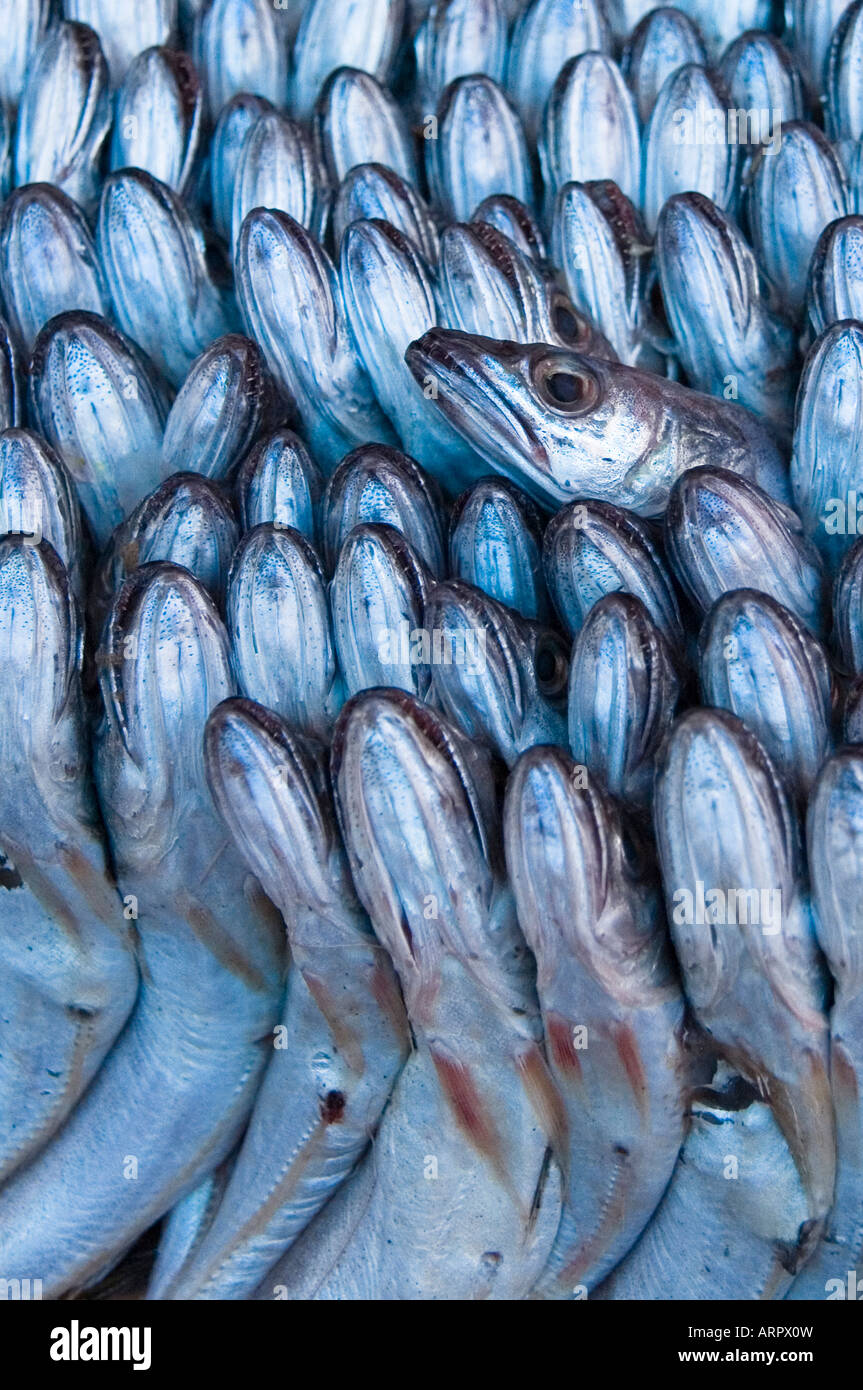 Fish on the fishmongers slab in the market in Morocco Stock Photo