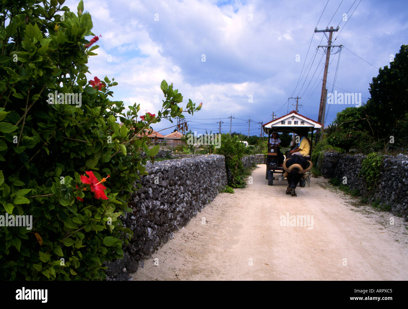 Water buffalo are used to draw carts carrying tourists around Taketomi Island, Okinawa, Japan Stock Photo