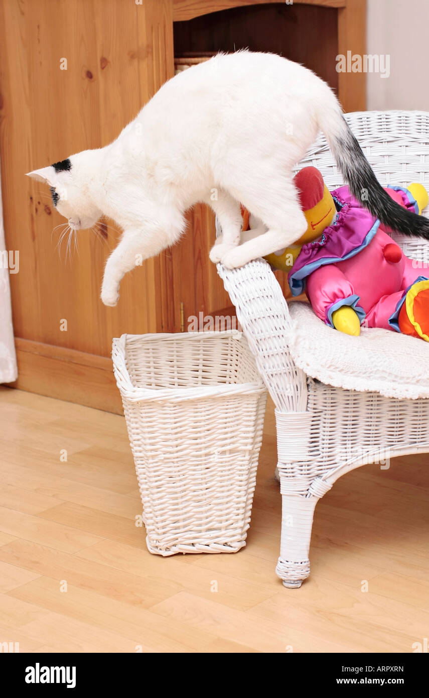 Young domestic cat about to jump down from chair Stock Photo