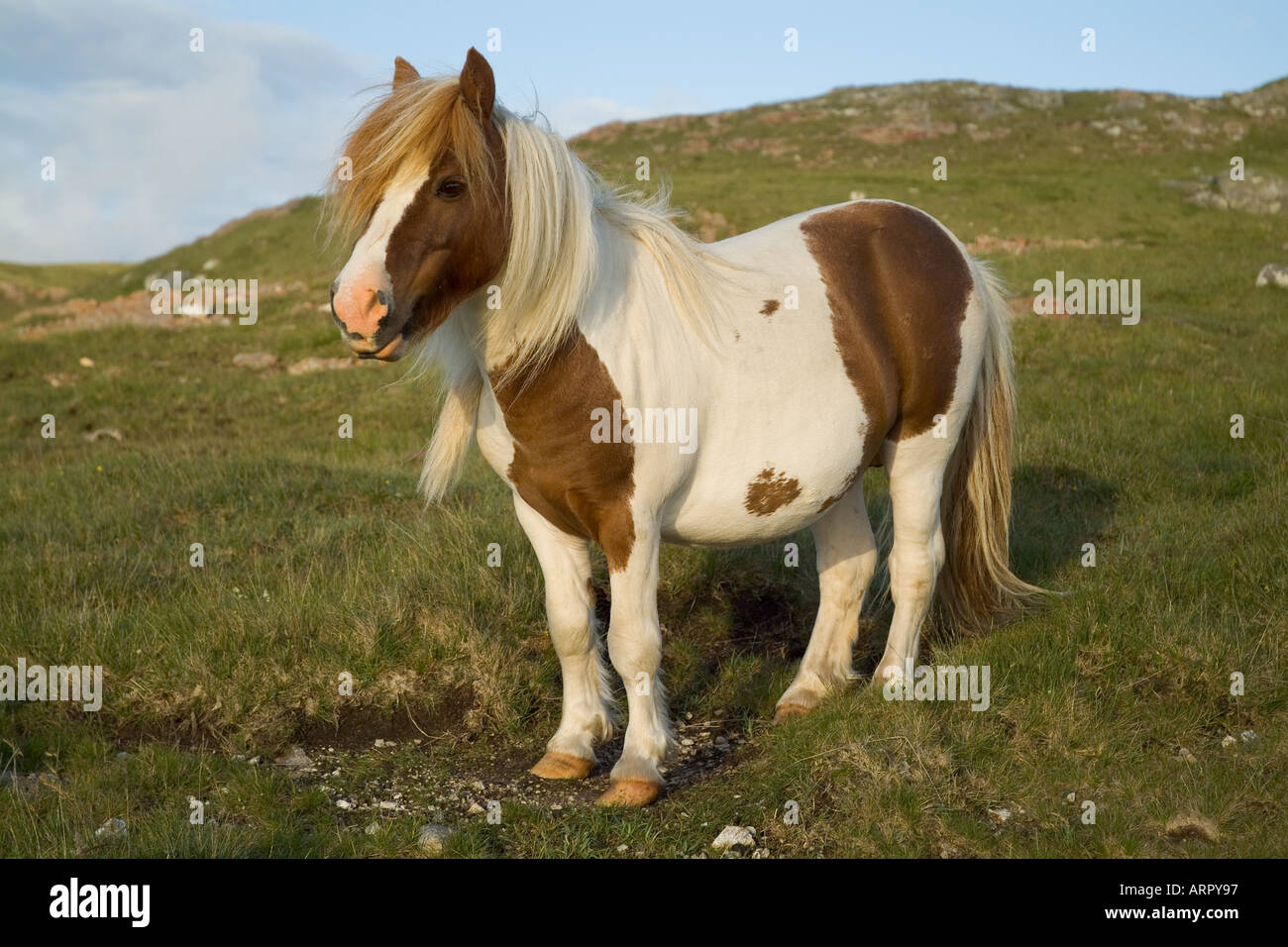 dh Shetland pony PONY UK Piebald shaggy haired shetland pony pedigree animal hair Stock Photo