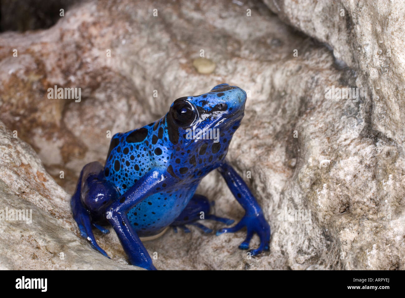 Poison dart frog (Dendrobates azureus), Surinam Stock Photo