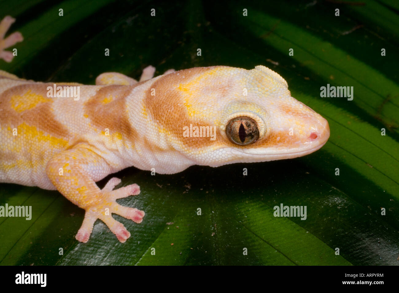 Velvet gecko (Oedura castelnaui ), Australia; photographed in captivity Stock Photo