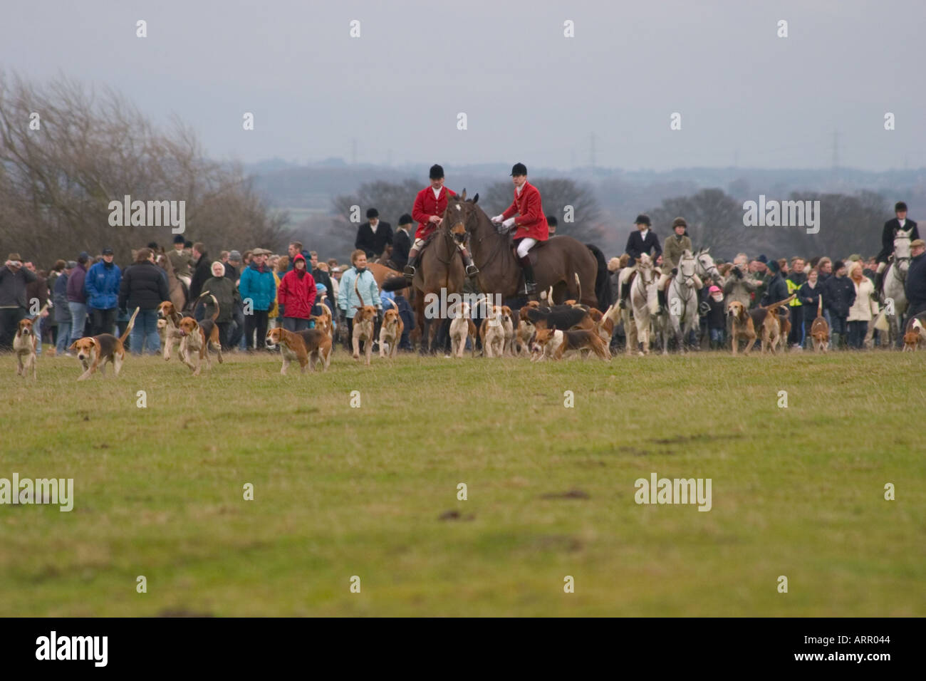 Sporting class dog hi-res stock photography and images - Alamy