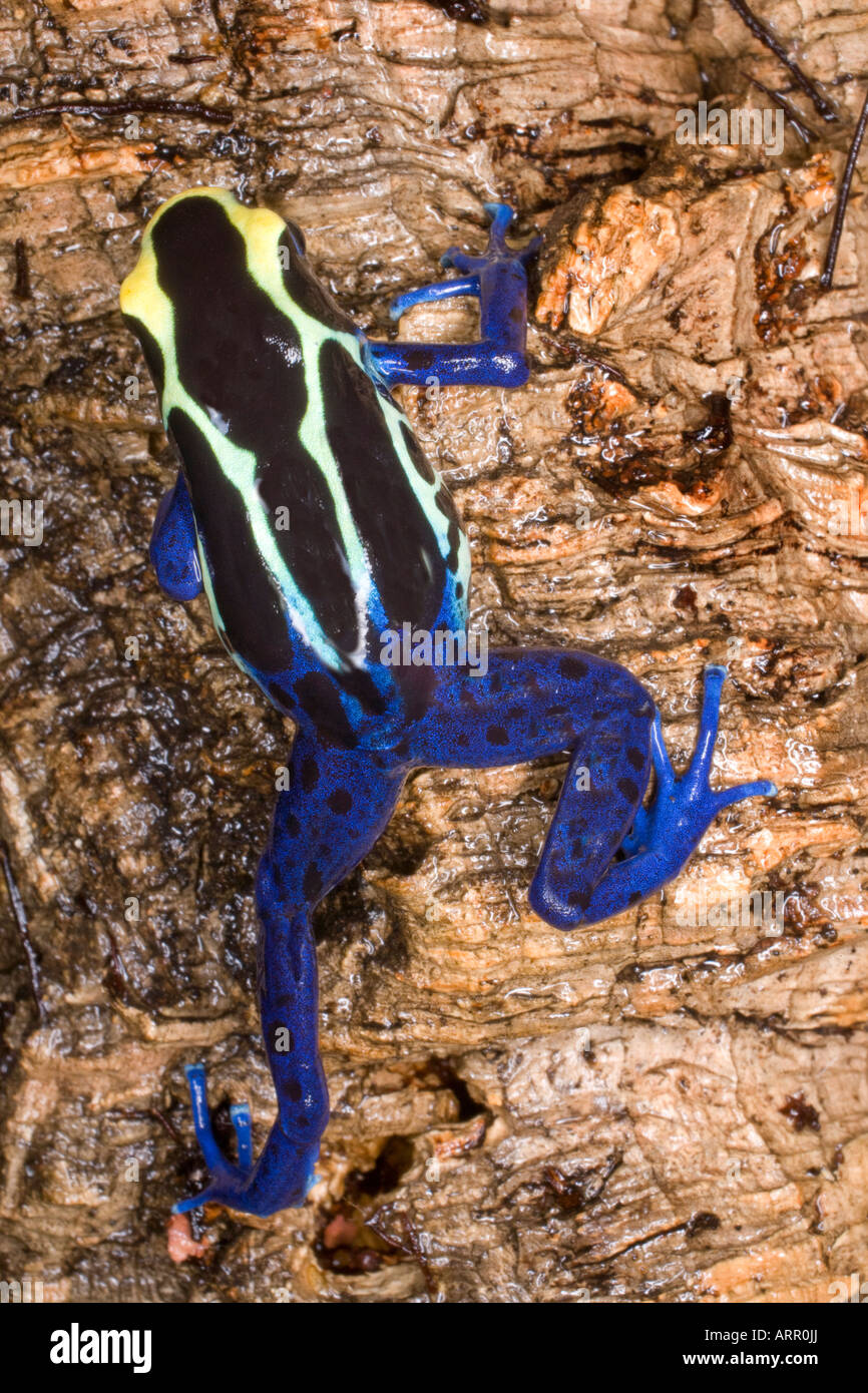 Poison dart frog (Dendrobates tinctorius), Surinam Stock Photo