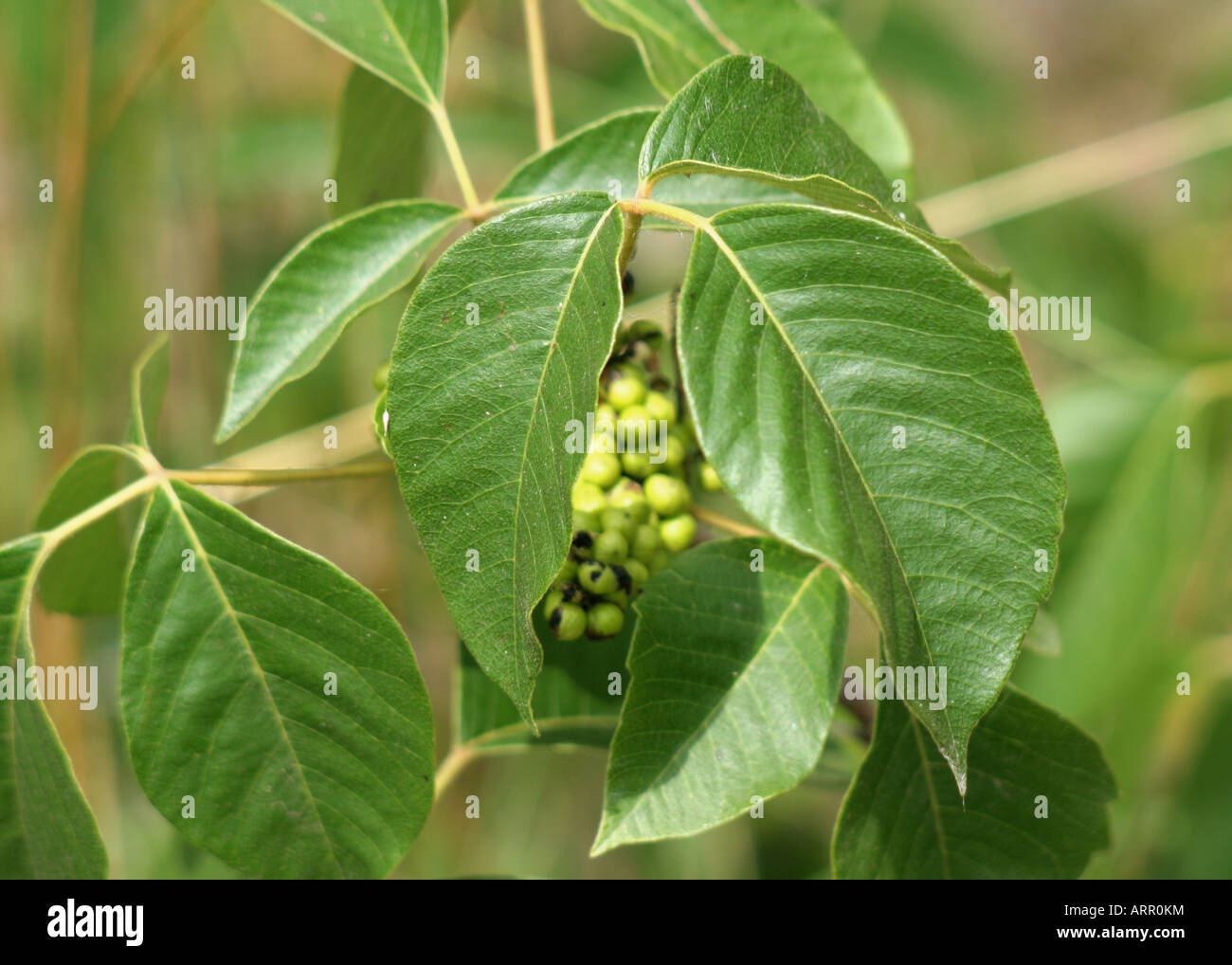 Poison Ivy Closeup Stock Photo