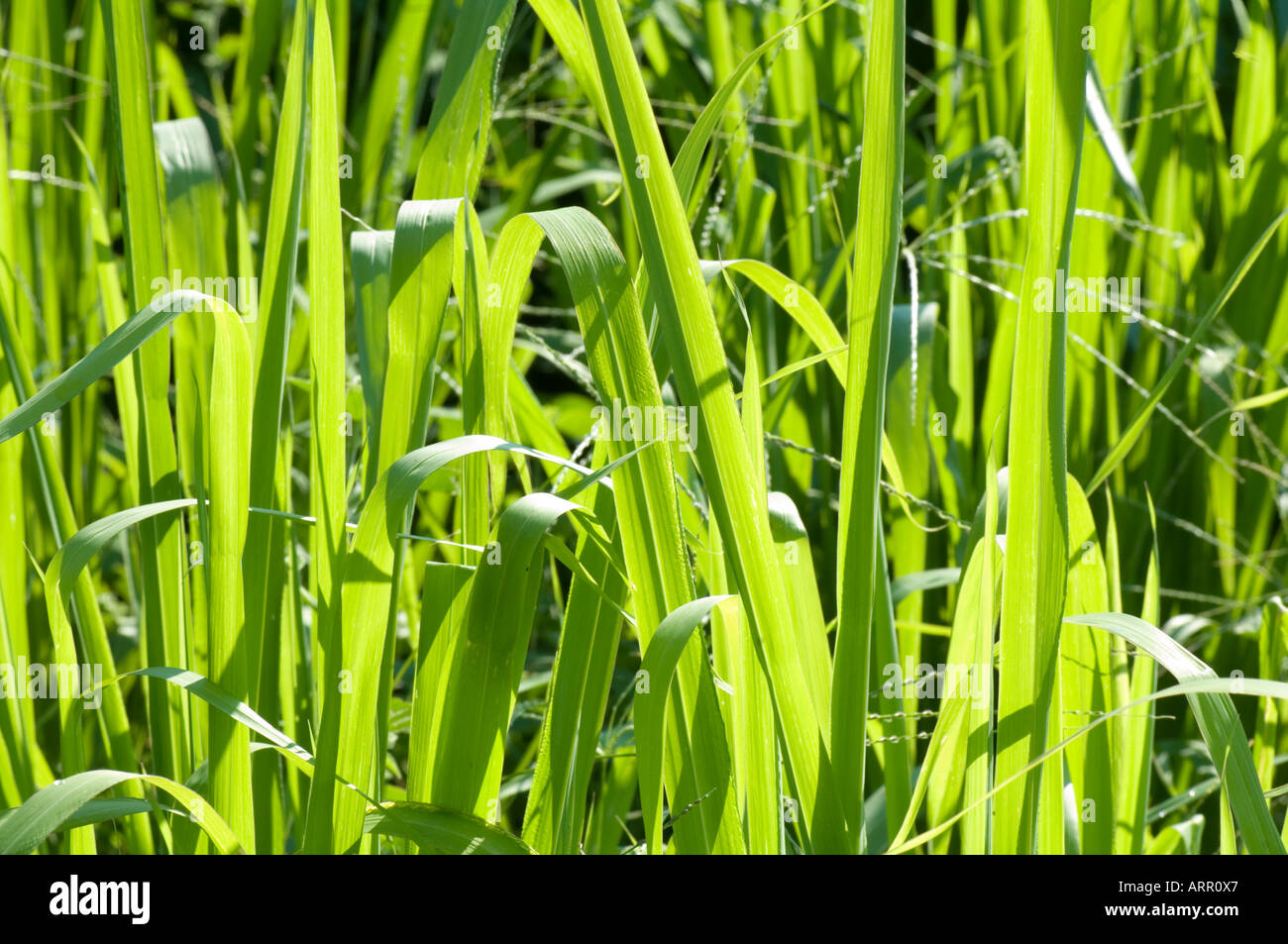 wild green grass Stock Photo