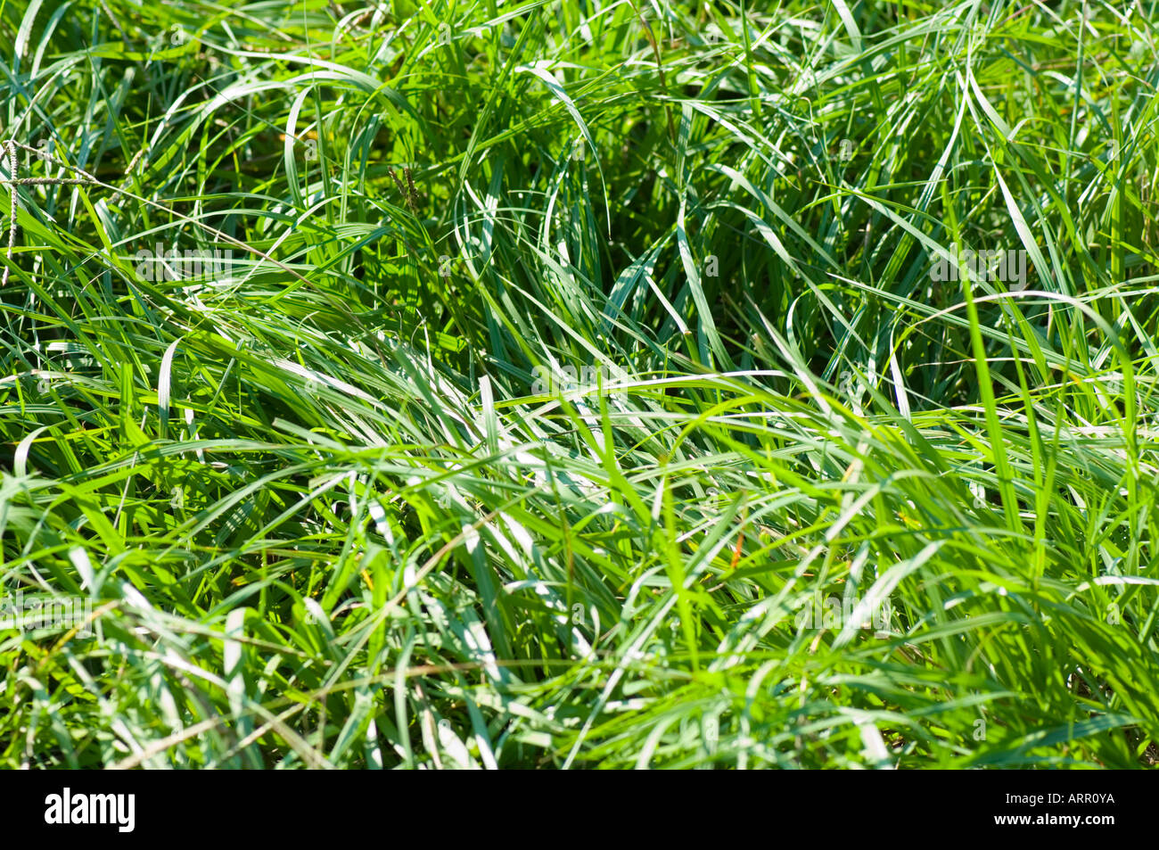 Florida farm field with wild green ground cover Stock Photo