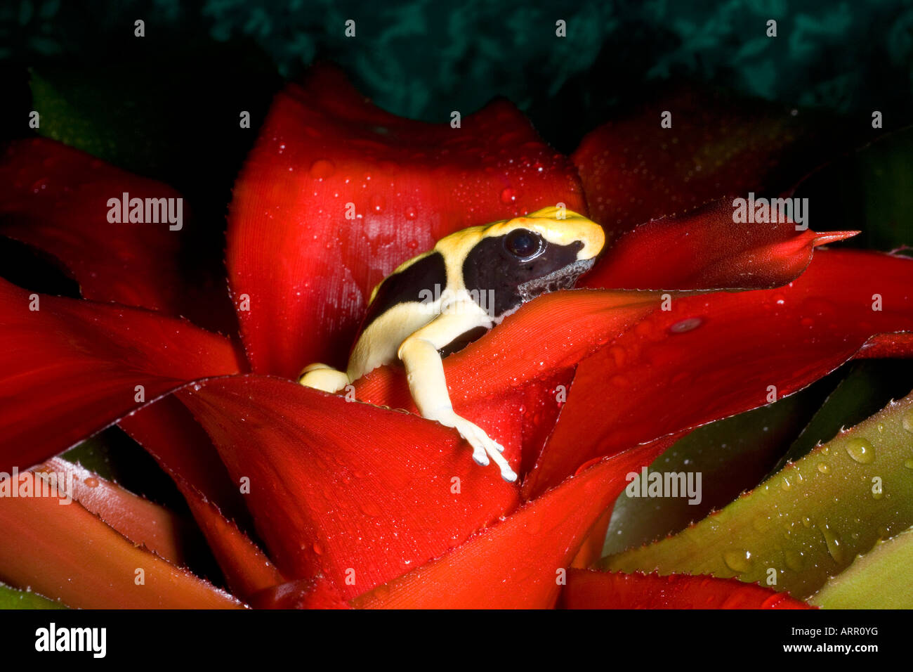 Poison dart frog (Dendrobates tinctorius regina), Surinam Stock Photo