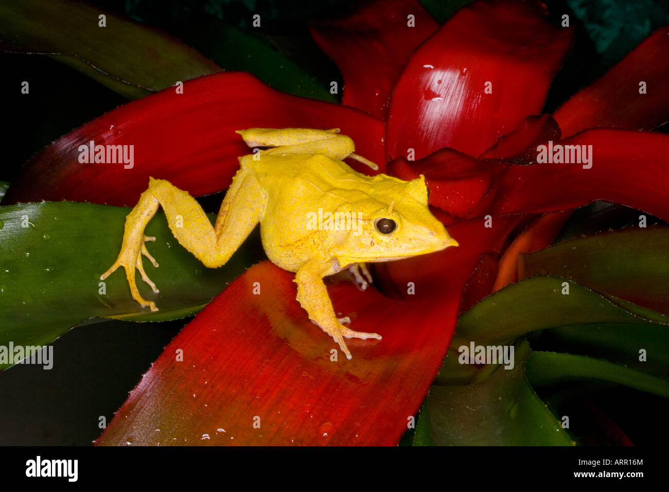 Solomon Island leaf frog (Ceratobatrachus guentheri), Solomon Islands, South Pacific Stock Photo