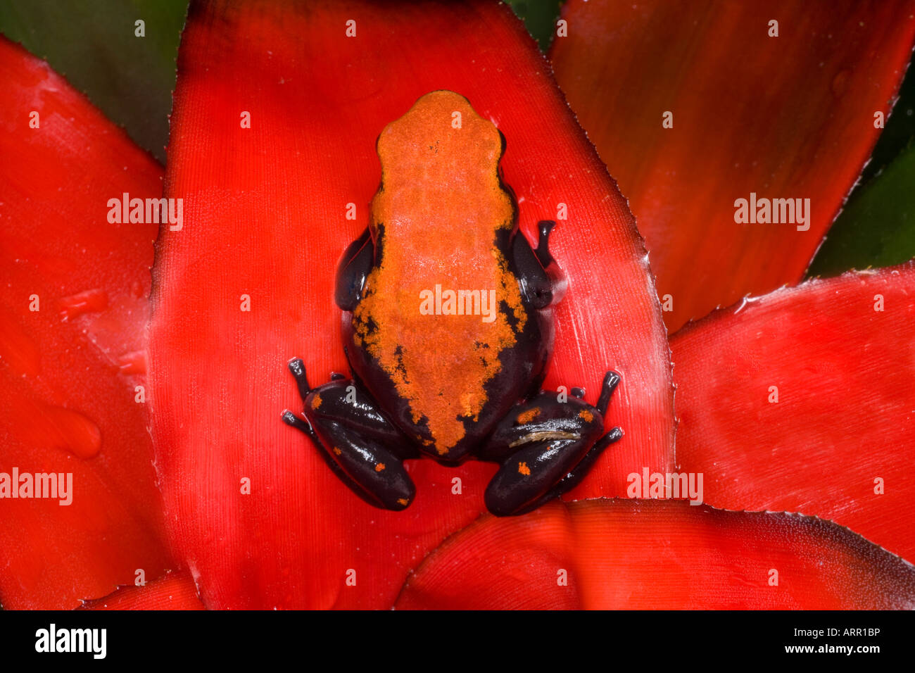 Poison dart frog (Dendrobates galactonotus), Brazil Stock Photo