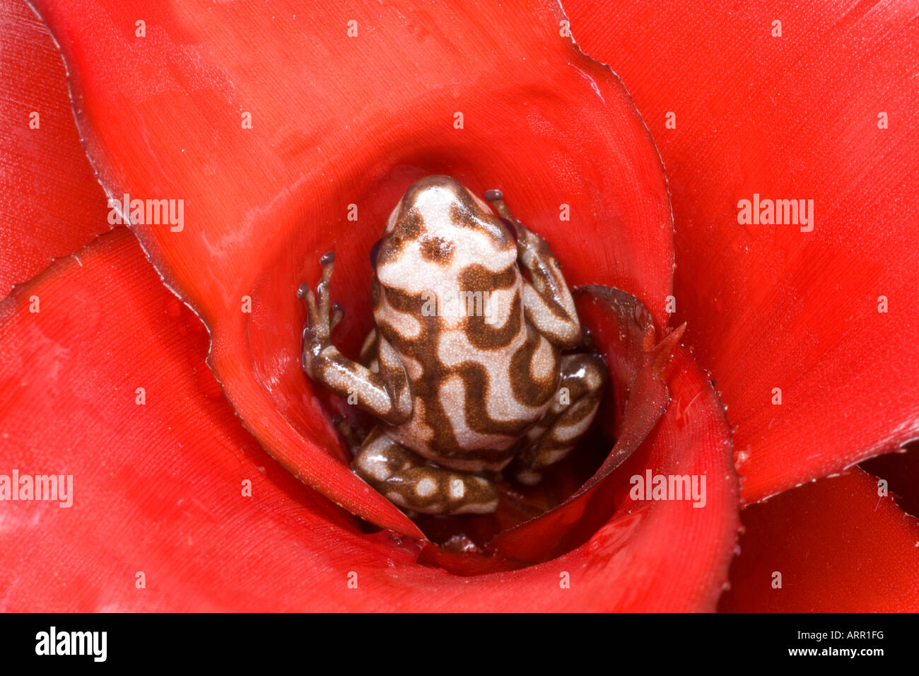 Poison dart frog (Dendrobates auratus) color morph, Panama Stock Photo