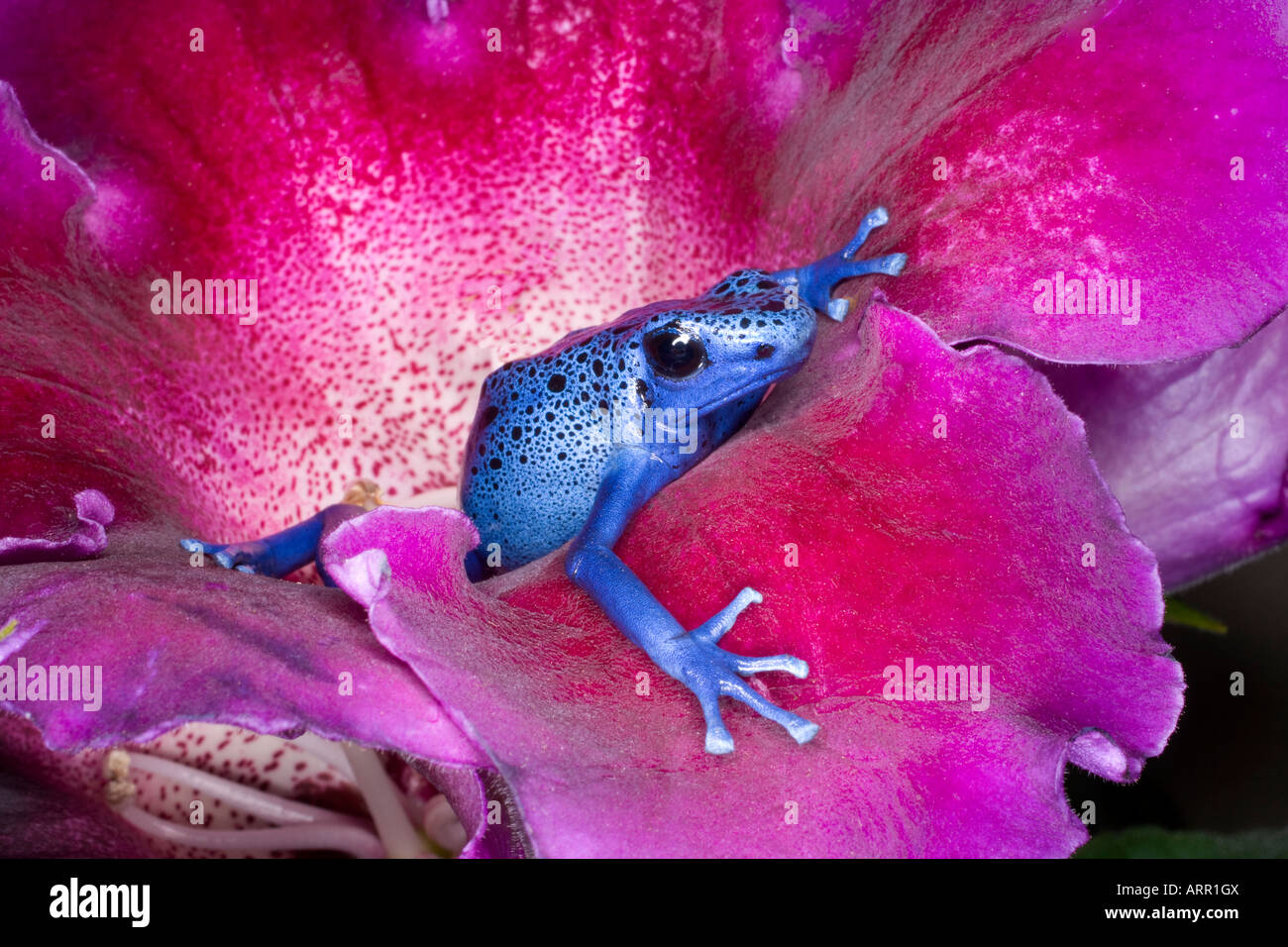 Poison dart frog (Dendrobates azureus), Surinam Stock Photo