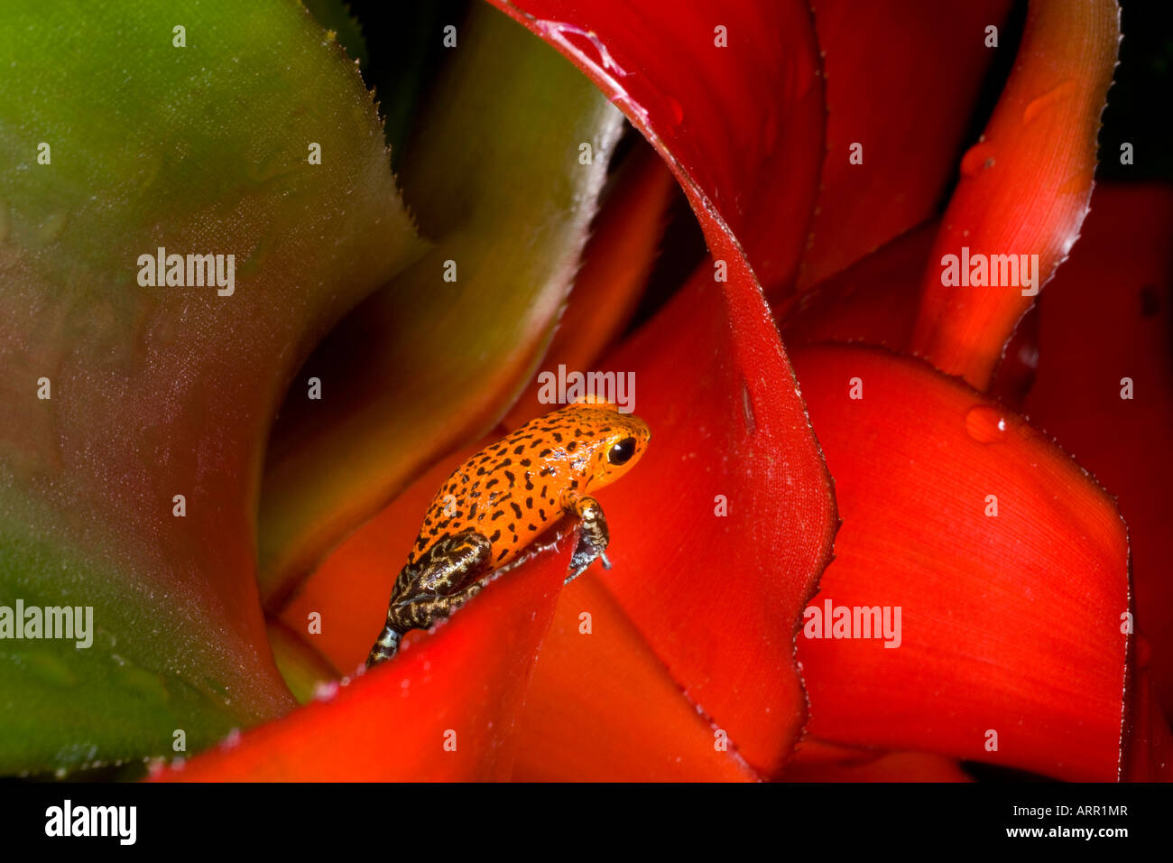 Poison dart frog (Dendrobates pumilio), Panama Stock Photo