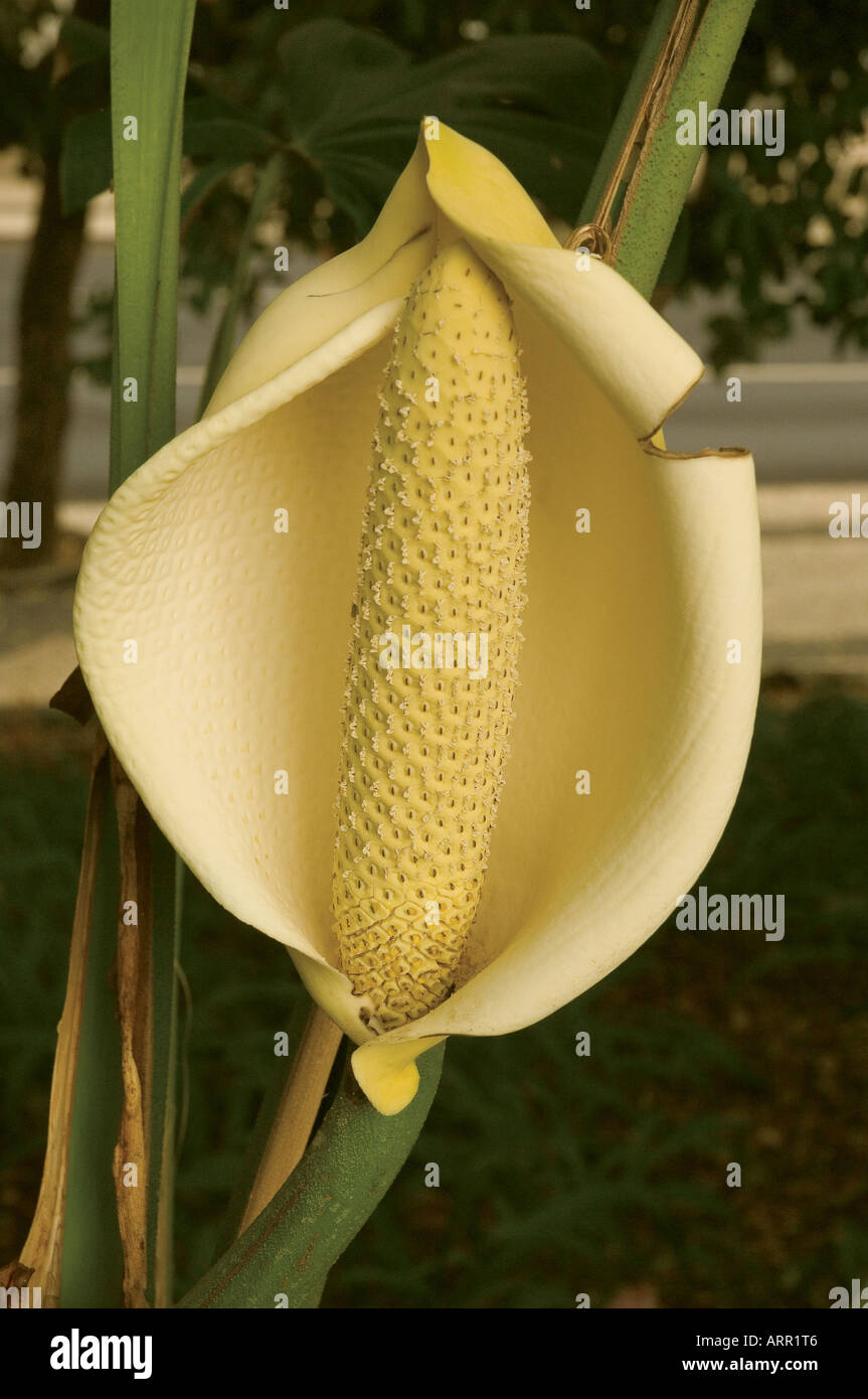 Close up of Monstera deliciosa plant flower flowers fruit Madeira Portugal  EU Europe Stock Photo - Alamy