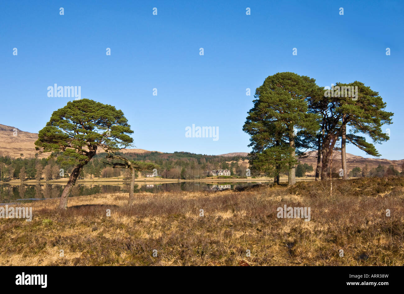Traditional Scottish pine trees with the Black Mount lodge in the background reflecting in Loch Tulla highlands of Scotland Stock Photo