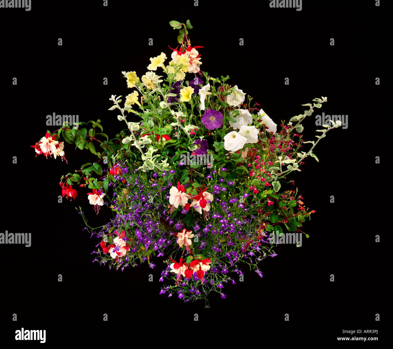 HANGING BASKET OF FLOWERS ON BLACK BACKGROUND Stock Photo - Alamy