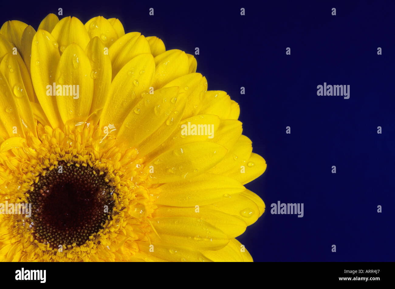 yellow gerbera on blue background Stock Photo