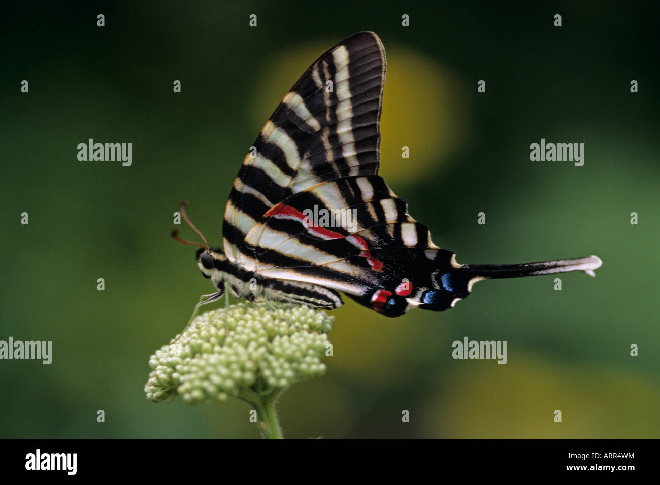 Woodland park zoo butterfly exhibit Zebra swallowtail butterfly