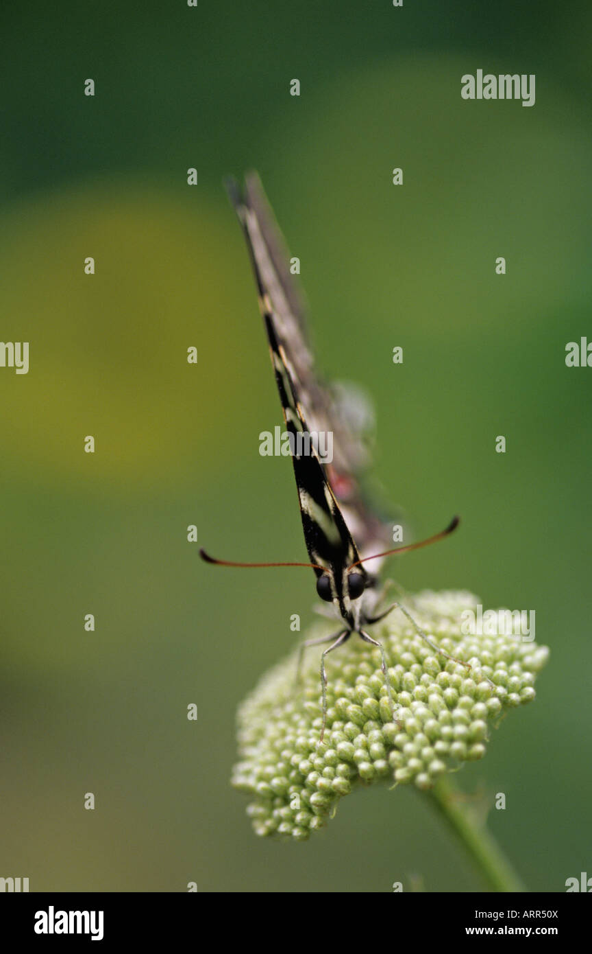 Woodland park zoo butterfly exhibit Zebra swallowtail butterfly